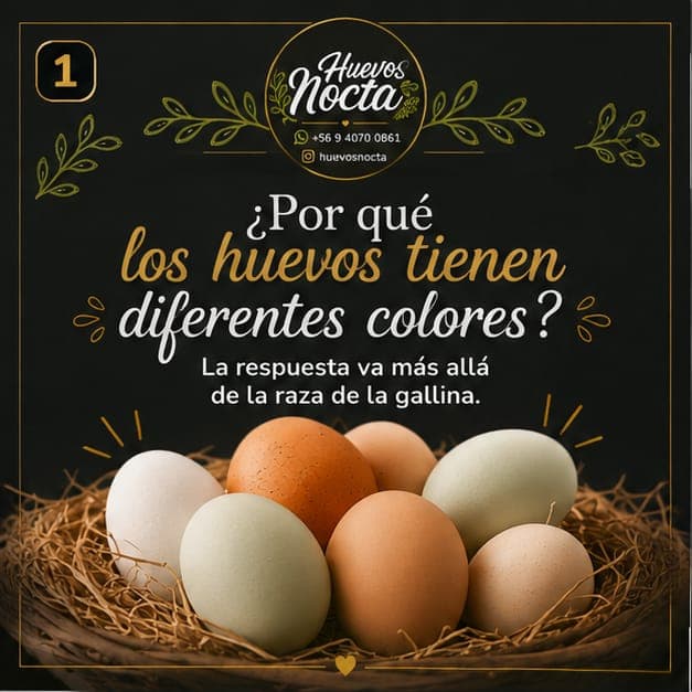 Por qué los huevos tienen diferentes colores