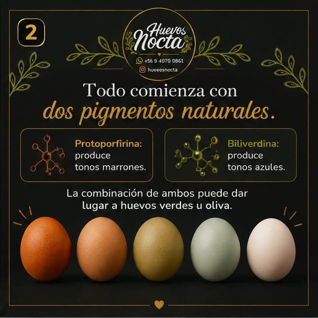Pigmentos naturales que dan color a los huevos