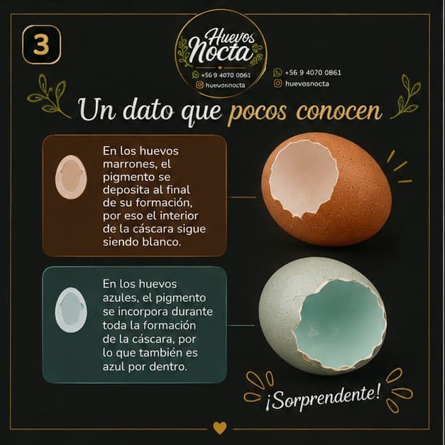 Cómo se deposita el pigmento en la cáscara del huevo