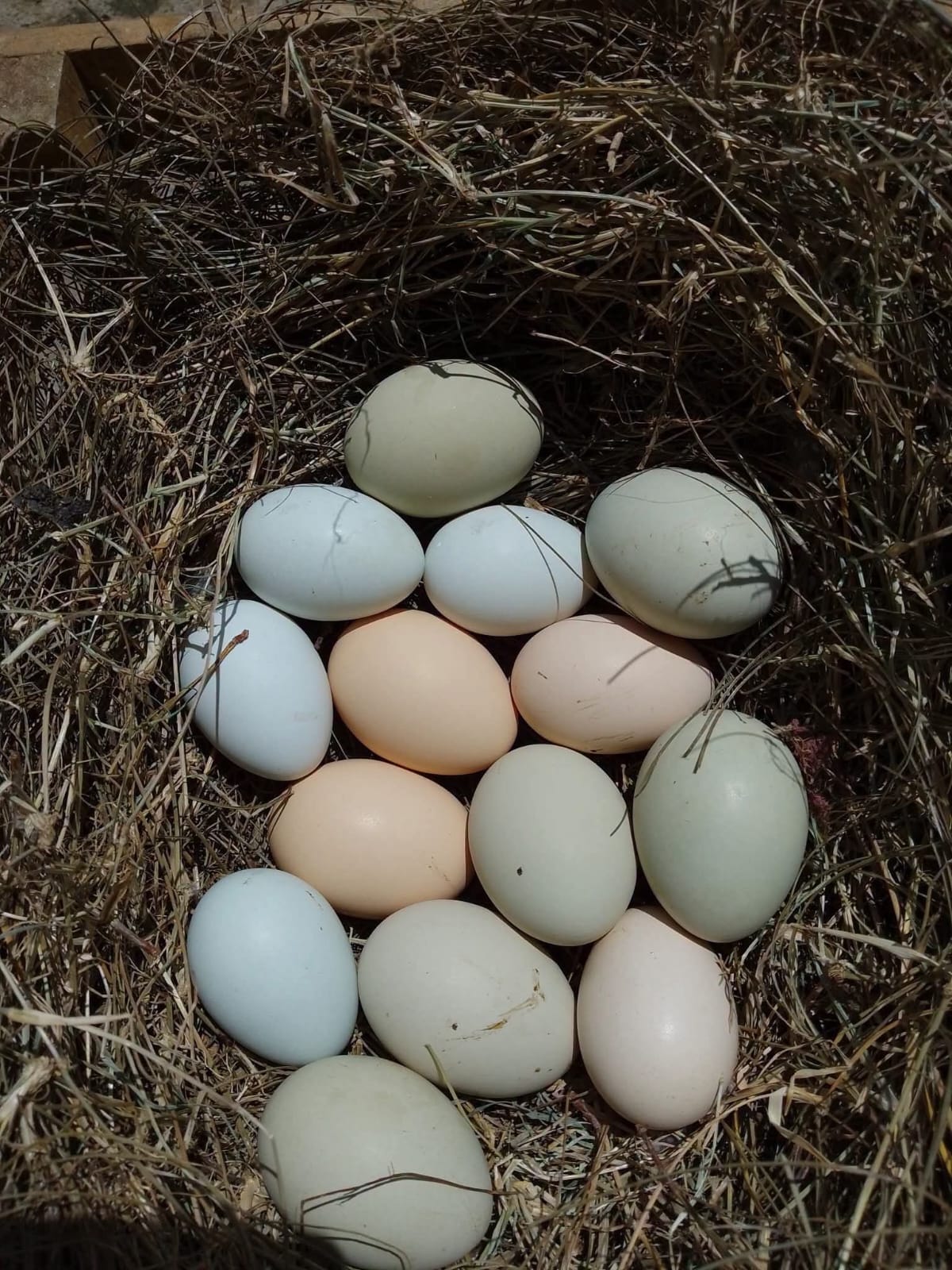 Qué considerar al elegir huevos de campo - Huevos Nocta
