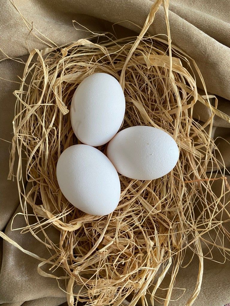 Huevos para restaurantes y negocios - Huevos Nocta